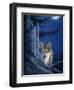 Moon Shine-Joh Naito-Framed Premium Giclee Print