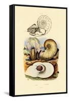Moon Snail, 1833-39-null-Framed Stretched Canvas