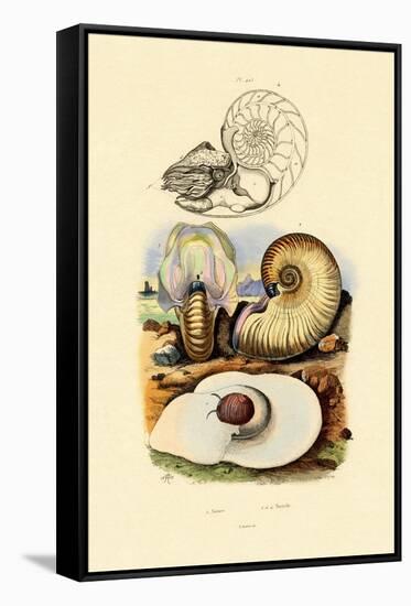 Moon Snail, 1833-39-null-Framed Stretched Canvas