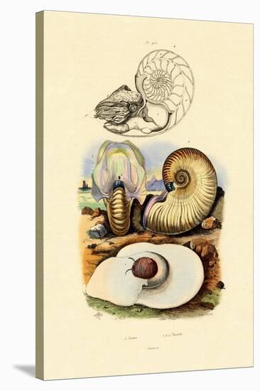 Moon Snail, 1833-39-null-Stretched Canvas