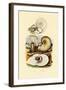 Moon Snail, 1833-39-null-Framed Giclee Print