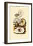 Moon Snail, 1833-39-null-Framed Premium Giclee Print