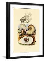 Moon Snail, 1833-39-null-Framed Premium Giclee Print