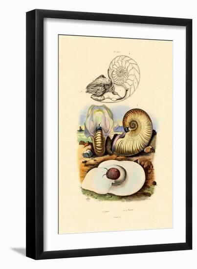 Moon Snail, 1833-39-null-Framed Premium Giclee Print