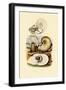 Moon Snail, 1833-39-null-Framed Premium Giclee Print