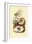 Moon Snail, 1833-39-null-Framed Premium Giclee Print