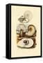 Moon Snail, 1833-39-null-Framed Stretched Canvas