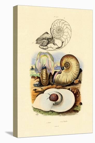 Moon Snail, 1833-39-null-Stretched Canvas