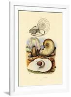 Moon Snail, 1833-39-null-Framed Giclee Print