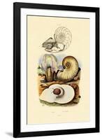 Moon Snail, 1833-39-null-Framed Giclee Print