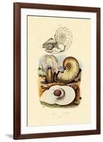 Moon Snail, 1833-39-null-Framed Giclee Print