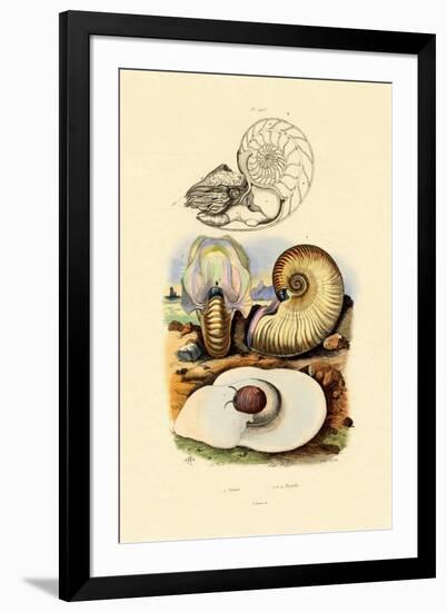 Moon Snail, 1833-39-null-Framed Giclee Print