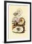 Moon Snail, 1833-39-null-Framed Giclee Print