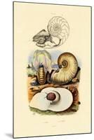 Moon Snail, 1833-39-null-Mounted Giclee Print