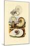 Moon Snail, 1833-39-null-Mounted Giclee Print