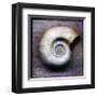 Moon Snail-John Golden-Framed Giclee Print