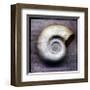 Moon Snail-John Golden-Framed Giclee Print