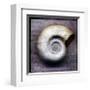 Moon Snail-John Golden-Framed Giclee Print