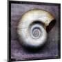 Moon Snail-John Golden-Mounted Giclee Print