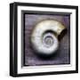 Moon Snail-John Golden-Framed Giclee Print