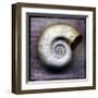 Moon Snail-John Golden-Framed Giclee Print