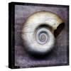 Moon Snail-John Golden-Stretched Canvas