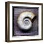 Moon Snail-John Golden-Framed Art Print