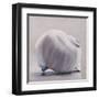 Moon Snail-Chris Witkowski-Framed Art Print