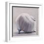 Moon Snail-Chris Witkowski-Framed Art Print