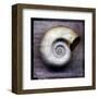 Moon Snail-John W^ Golden-Framed Art Print