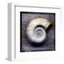 Moon Snail-John W^ Golden-Framed Art Print