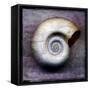 Moon Snail-John W Golden-Framed Stretched Canvas