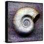 Moon Snail-John W Golden-Stretched Canvas
