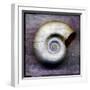 Moon Snail-John W Golden-Framed Giclee Print