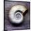 Moon Snail-John W Golden-Mounted Giclee Print