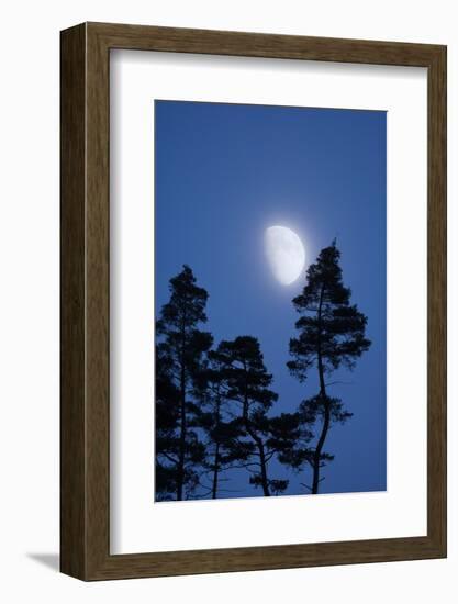 Moon, Trees, Jaws, Silhouette, at Night-Herbert Kehrer-Framed Photographic Print