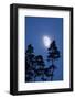 Moon, Trees, Jaws, Silhouette, at Night-Herbert Kehrer-Framed Photographic Print