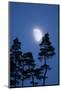 Moon, Trees, Jaws, Silhouette, at Night-Herbert Kehrer-Mounted Photographic Print