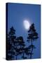 Moon, Trees, Jaws, Silhouette, at Night-Herbert Kehrer-Stretched Canvas