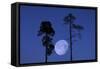 Moon, Trees, Jaws, Silhouette, at Night-Herbert Kehrer-Framed Stretched Canvas