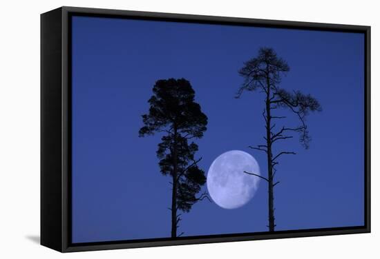 Moon, Trees, Jaws, Silhouette, at Night-Herbert Kehrer-Framed Stretched Canvas