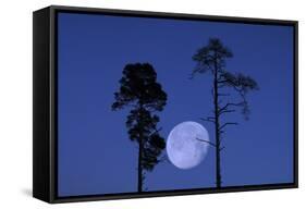 Moon, Trees, Jaws, Silhouette, at Night-Herbert Kehrer-Framed Stretched Canvas