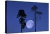 Moon, Trees, Jaws, Silhouette, at Night-Herbert Kehrer-Stretched Canvas