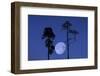 Moon, Trees, Jaws, Silhouette, at Night-Herbert Kehrer-Framed Photographic Print