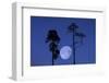 Moon, Trees, Jaws, Silhouette, at Night-Herbert Kehrer-Framed Photographic Print