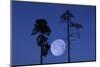 Moon, Trees, Jaws, Silhouette, at Night-Herbert Kehrer-Mounted Photographic Print
