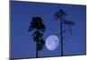 Moon, Trees, Jaws, Silhouette, at Night-Herbert Kehrer-Mounted Photographic Print