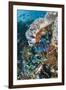 Moon Wrasse (Thalassoma lunare), feeding on Indo-Pacific Sergeant Major eggs, Tatawa Besar Island-Colin Marshall-Framed Photographic Print