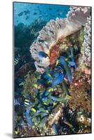 Moon Wrasse (Thalassoma lunare), feeding on Indo-Pacific Sergeant Major eggs, Tatawa Besar Island-Colin Marshall-Mounted Photographic Print