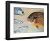 Mooneyes - Sunfish-James W Johnson-Framed Giclee Print